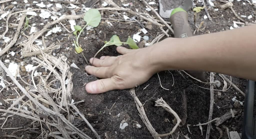 Transplanting Broccoli Seedlings